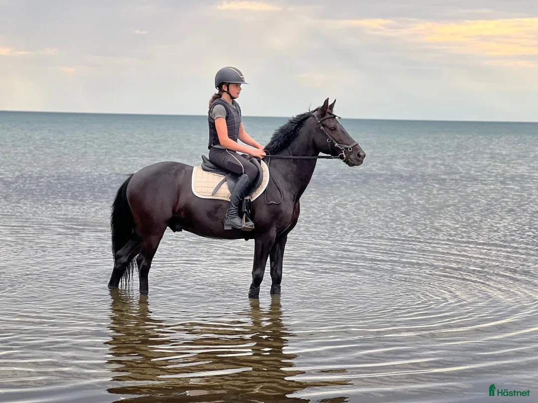 Allround hästar till salu: Fantastisk C ponny valack  - Annons 1