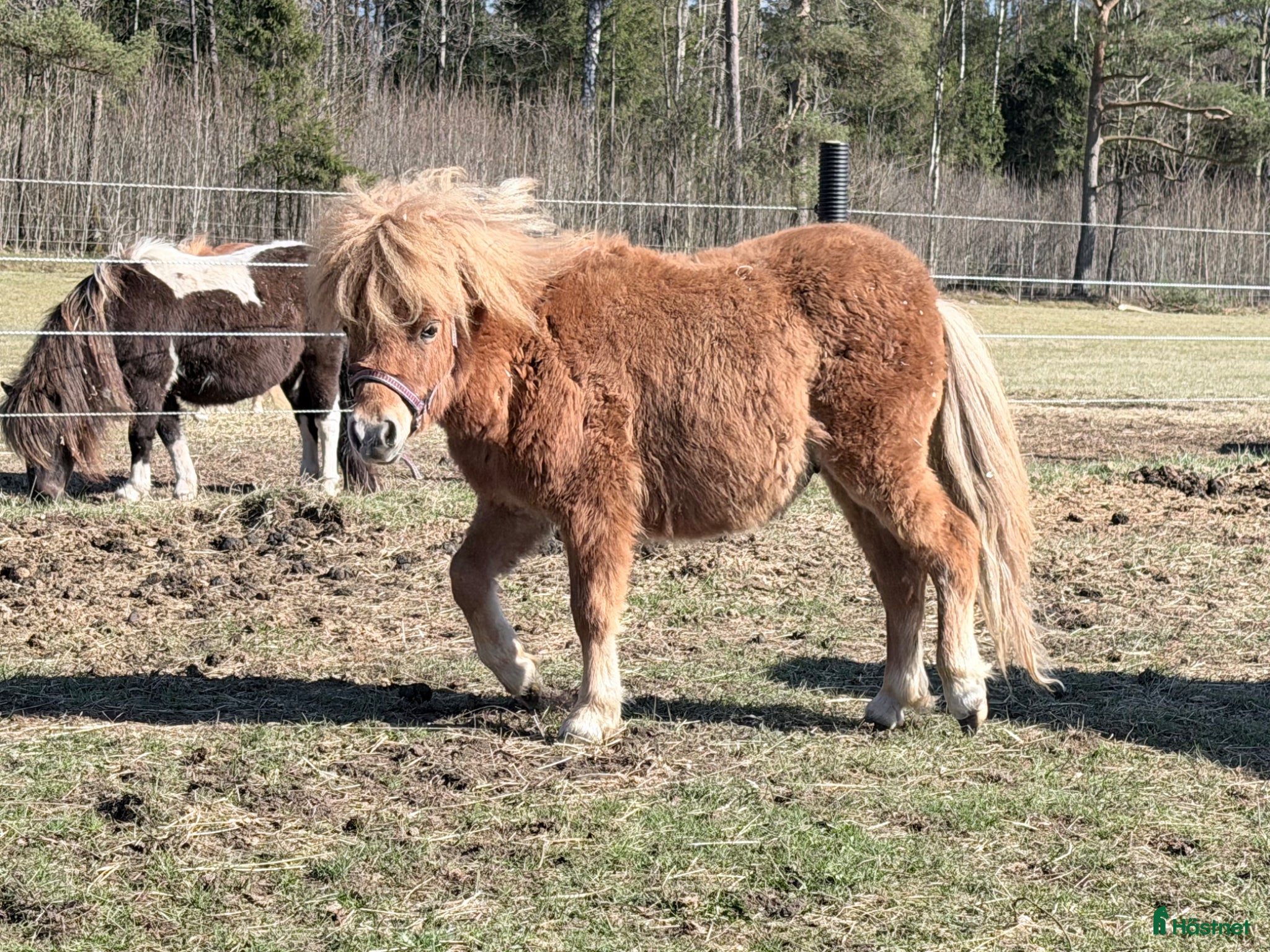  hästar Minishetland hingst - Annons 1