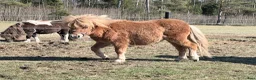 Allround hästar till salu: Minishetland hingst - Annons 1