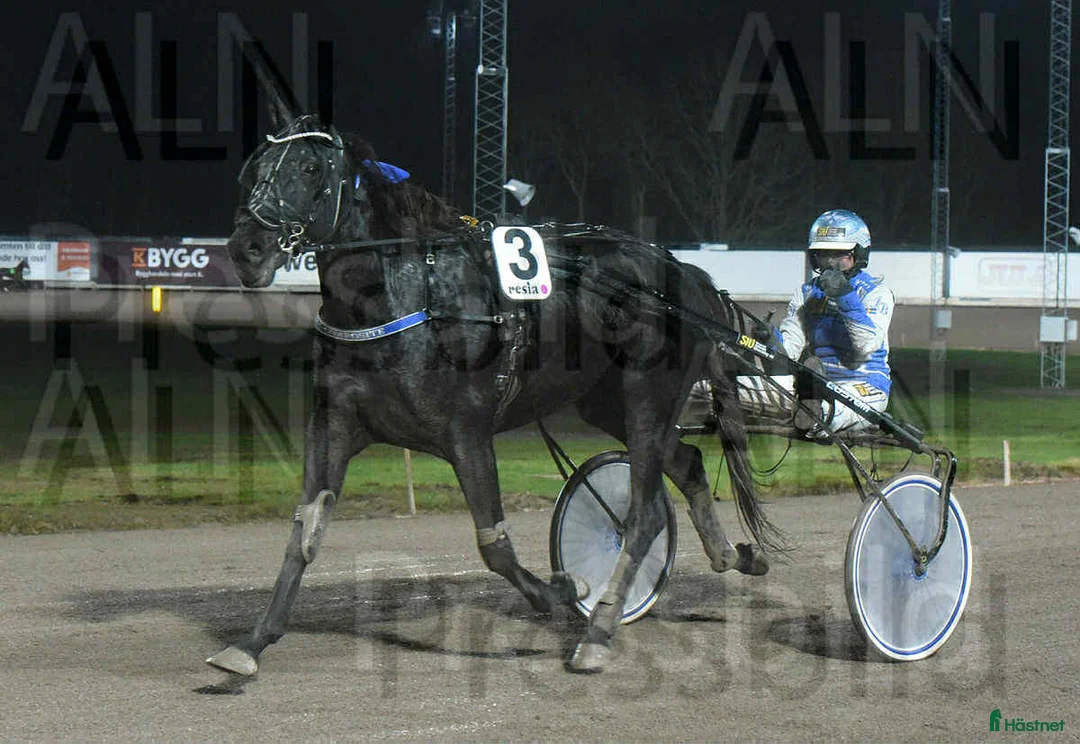 Sällskap hästar till salu: Svart fint sto - Annons 4