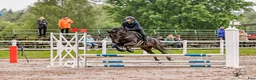 Allround hästar till salu: Charmig New forest - Annons 4