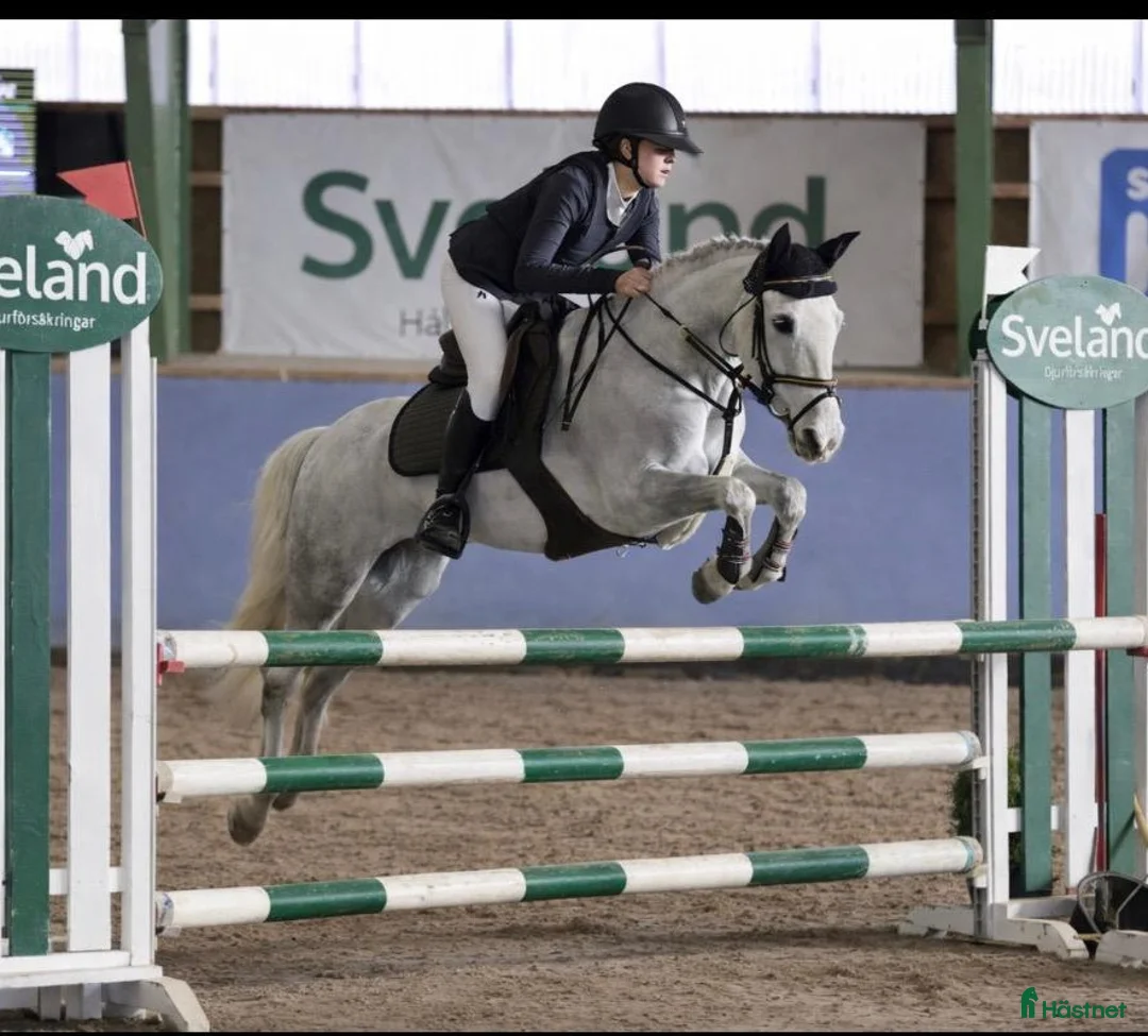 Hoppning hästar till salu: 9 årigt sto vinster och placeringar upp till LA! - Annons 1