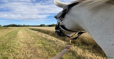  stallplats i Brålanda - Annons 16