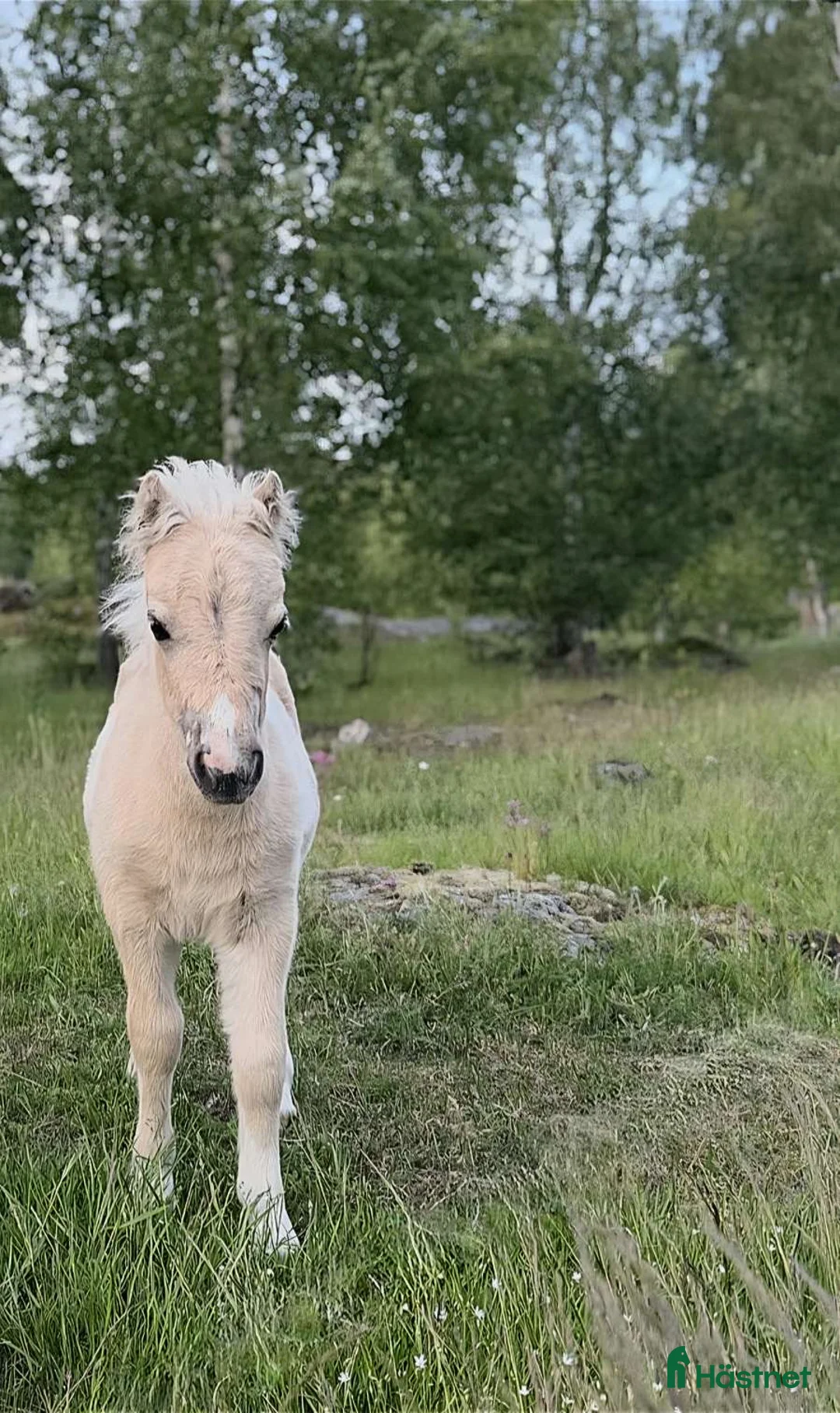 Allround hästar till salu: Charmig kille - Annons 2
