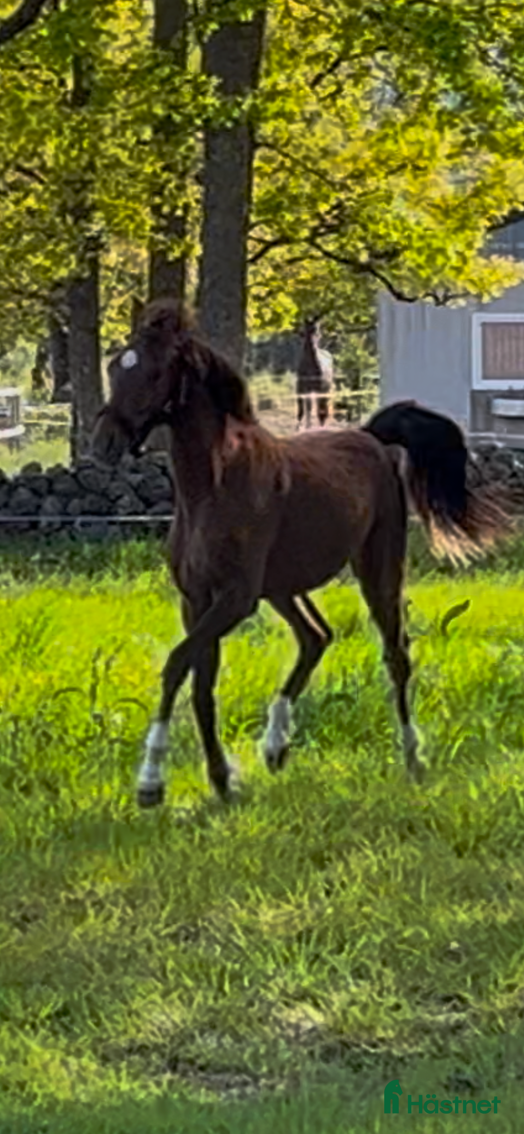 Allround hästar till salu: Häst med wow e: Heartbeat  i Hestra - Annons 2