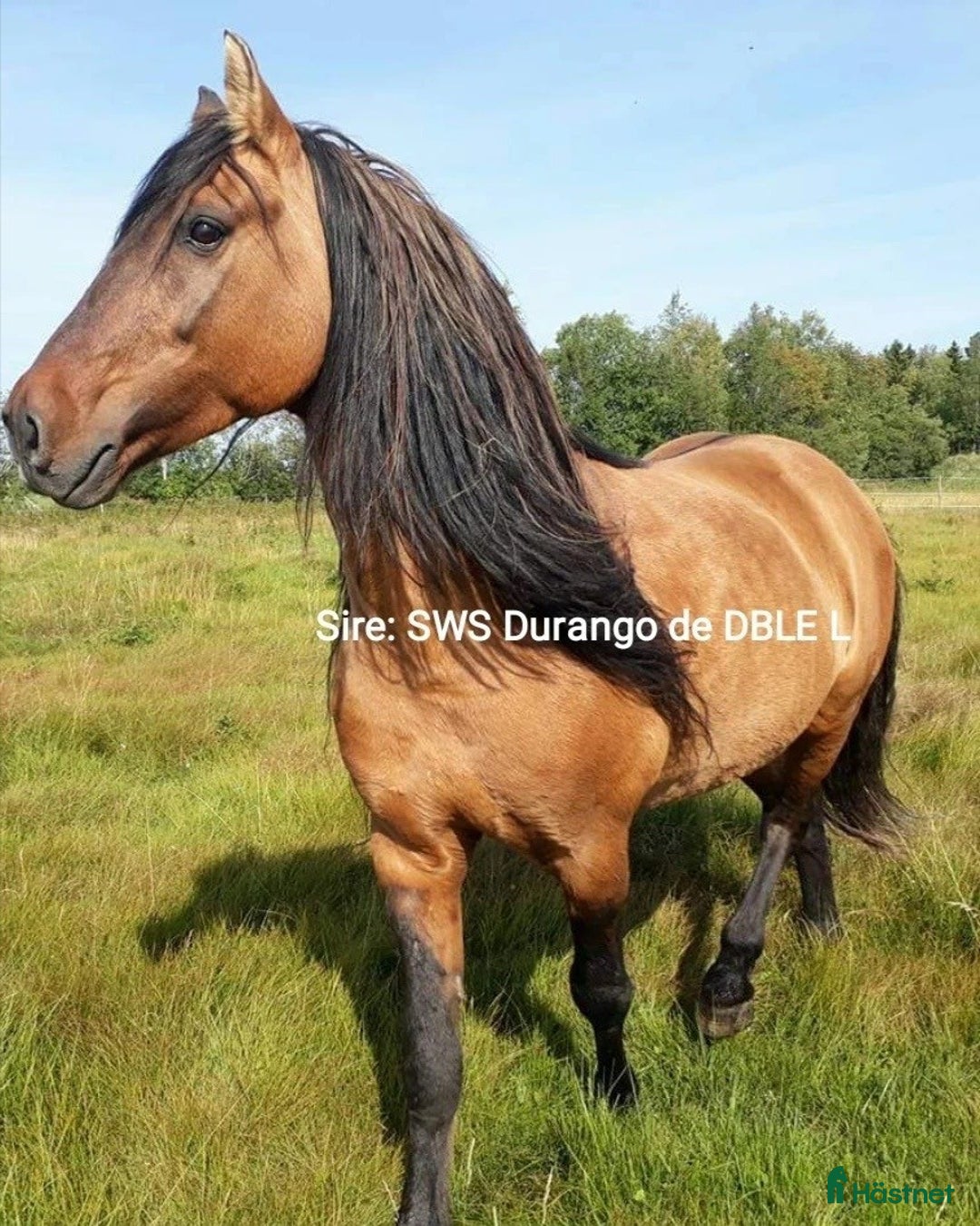 Allround hästar till salu: Nytt Pris!! Ståtlig 3-årig Kigermustangvalack i Offerdal - Bild 8