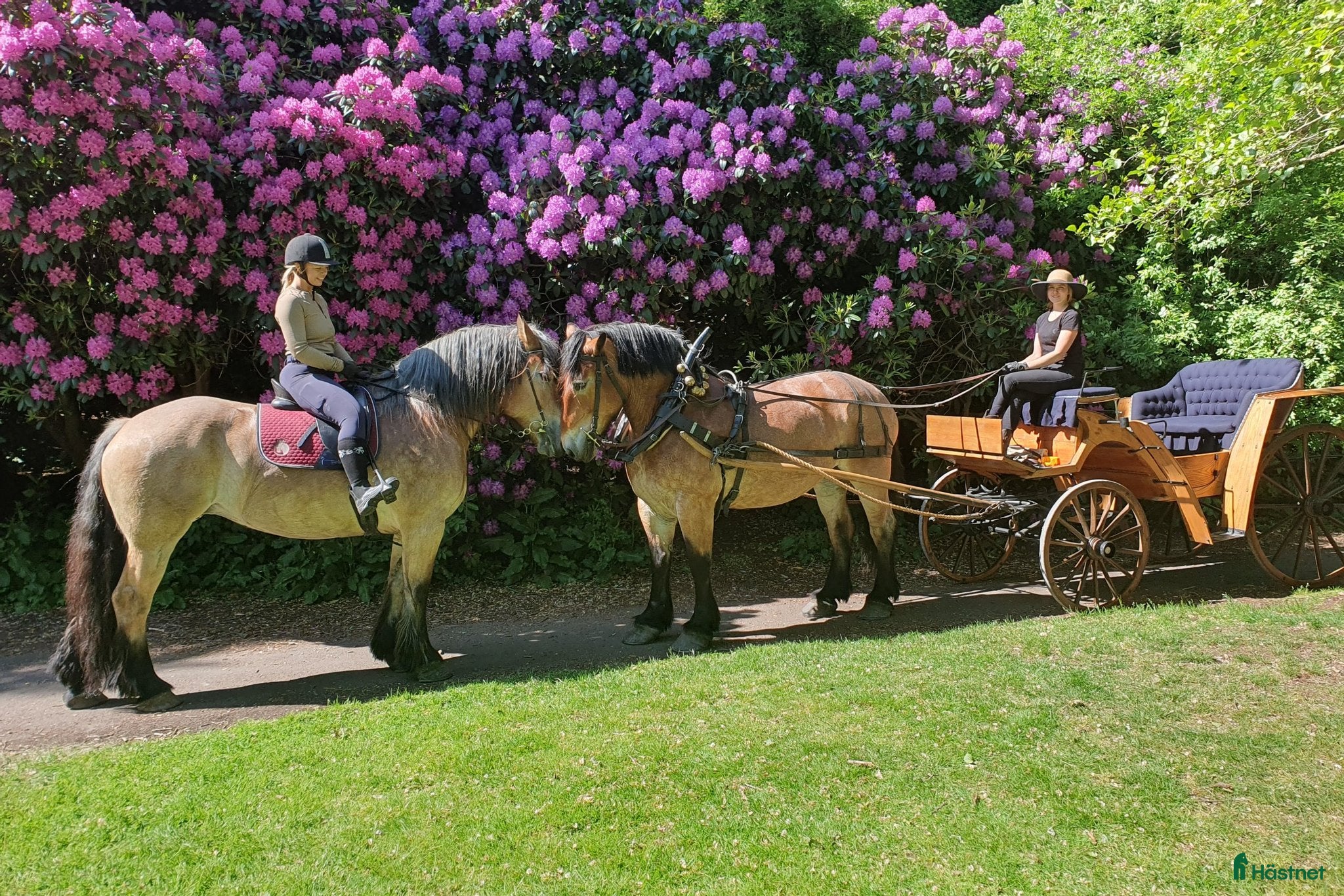 Körvagnar körning till salu: Hästvagn - Annons 1