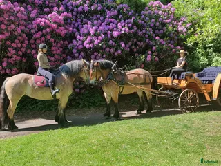 Körvagnar körning till salu: Hästvagn - Annons 1