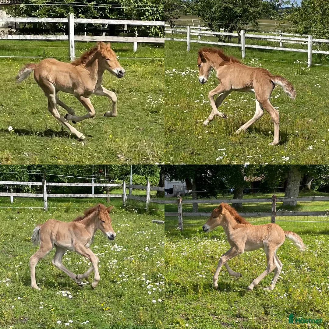 Island hästar till salu: Social unghingst i Tvååker - Annons 2