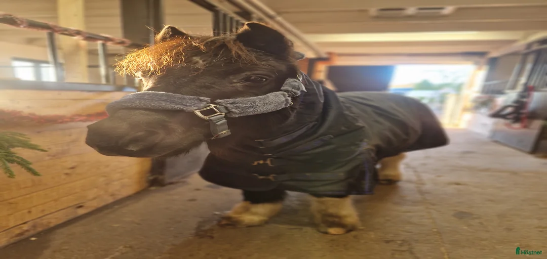 Galleribild {{count}}