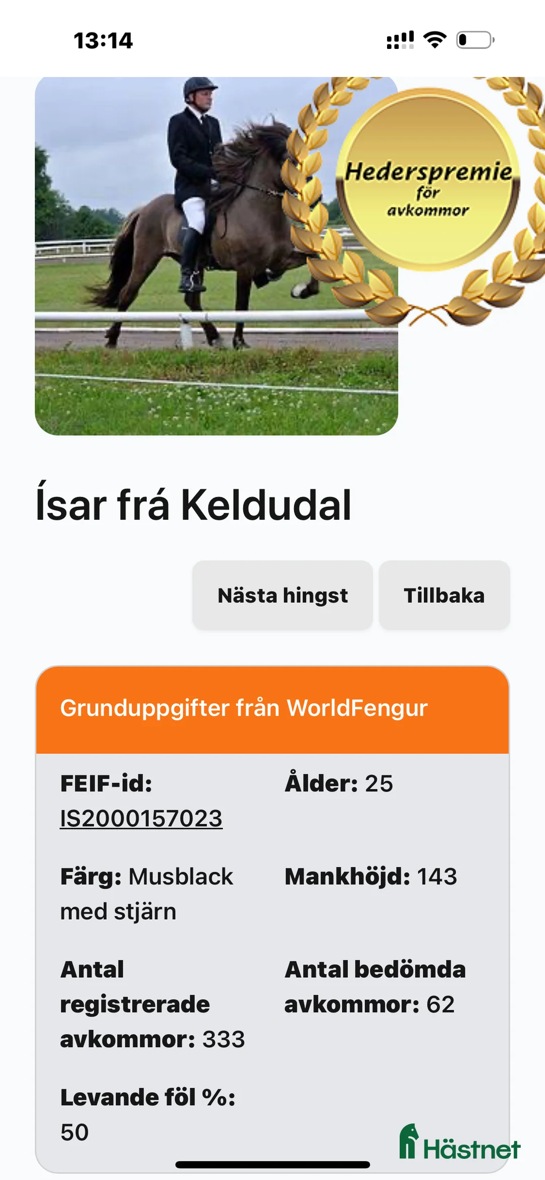 Island hästar till salu: Valack efter Ísar  fra Keldudal) - Annons 5
