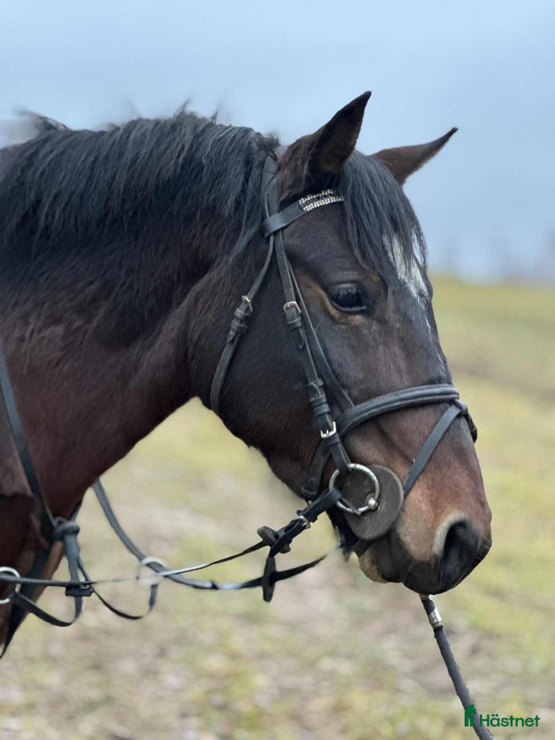 Allround hästar till salu: Calm pony for children/riding school i Ekerö - Annons 2