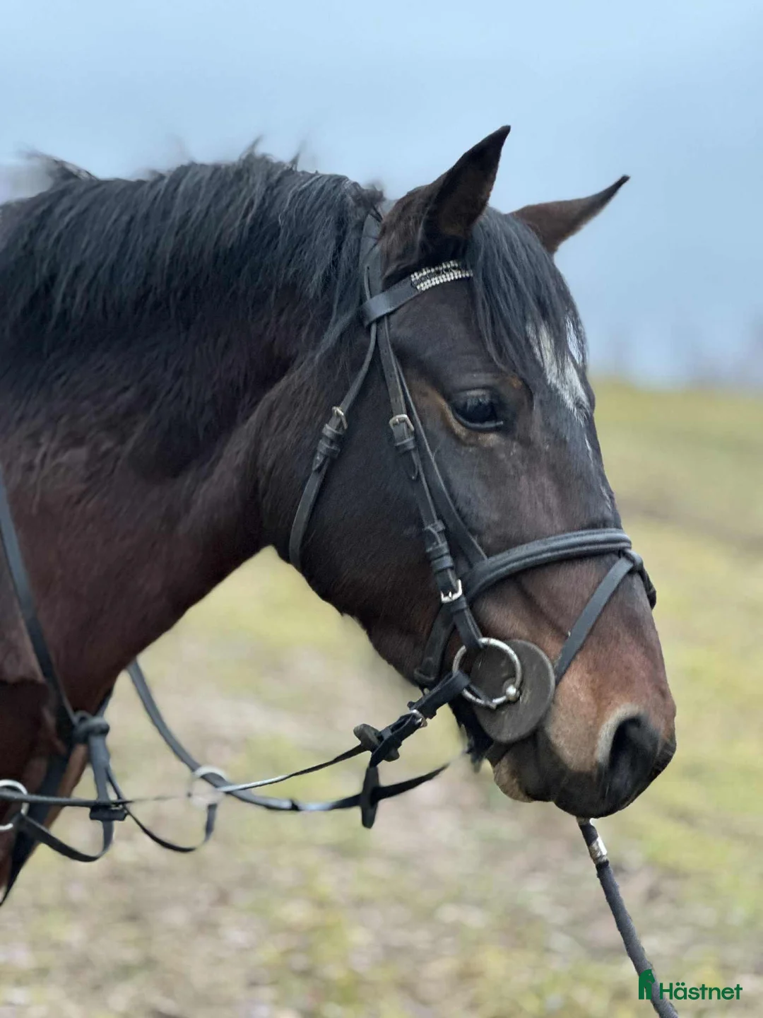 Allround hästar till salu: Calm pony for children/riding school - Annons 2