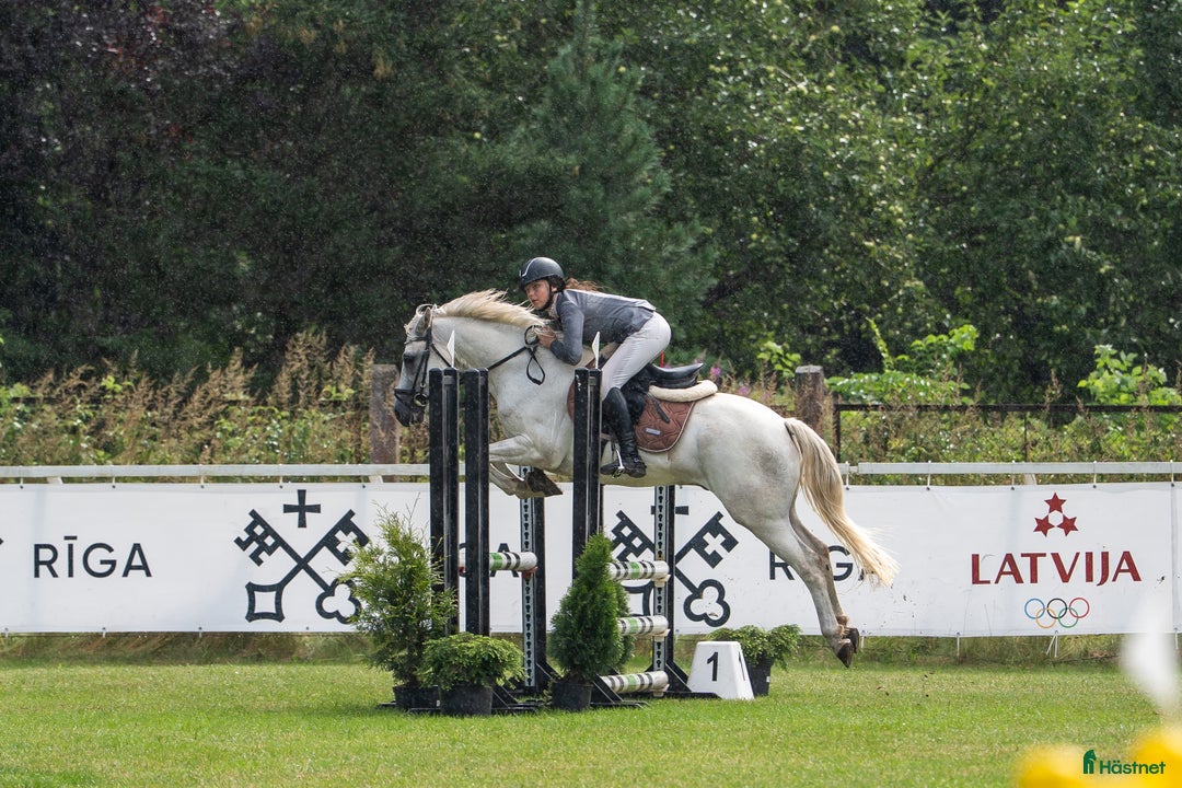 Hoppning hästar till salu: Conemara sport pony i Stockholm - Annons 8
