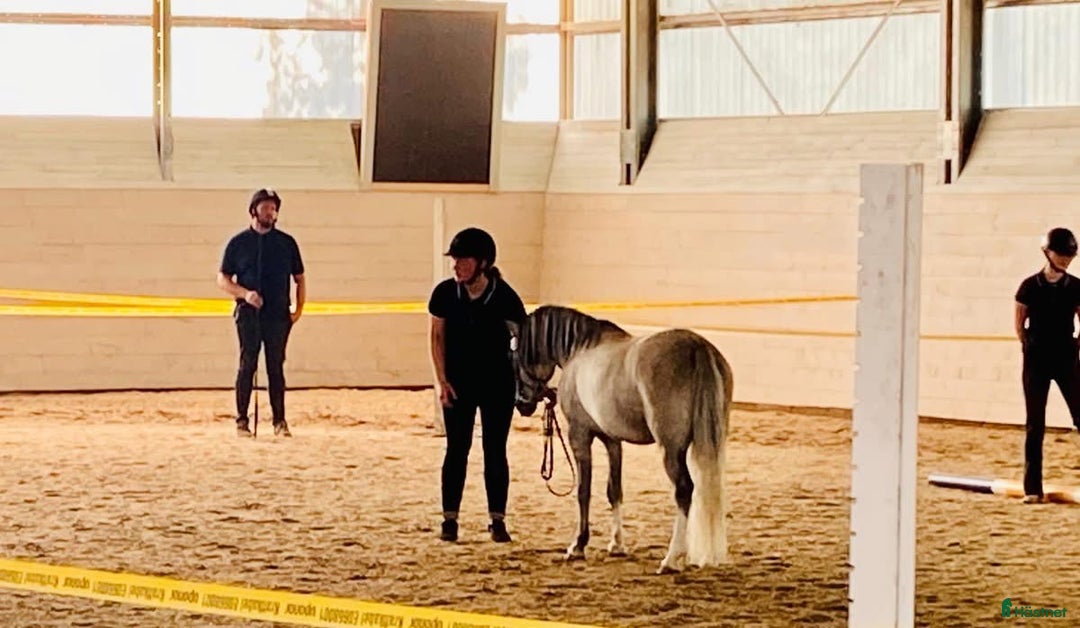 Allround hästar till salu: Lovande och mycket trevlig Welsh Mountain i Braås - Annons 2