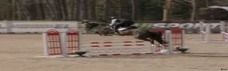 Hoppning hästar till salu: Framtida rosettplockare - Annons 1