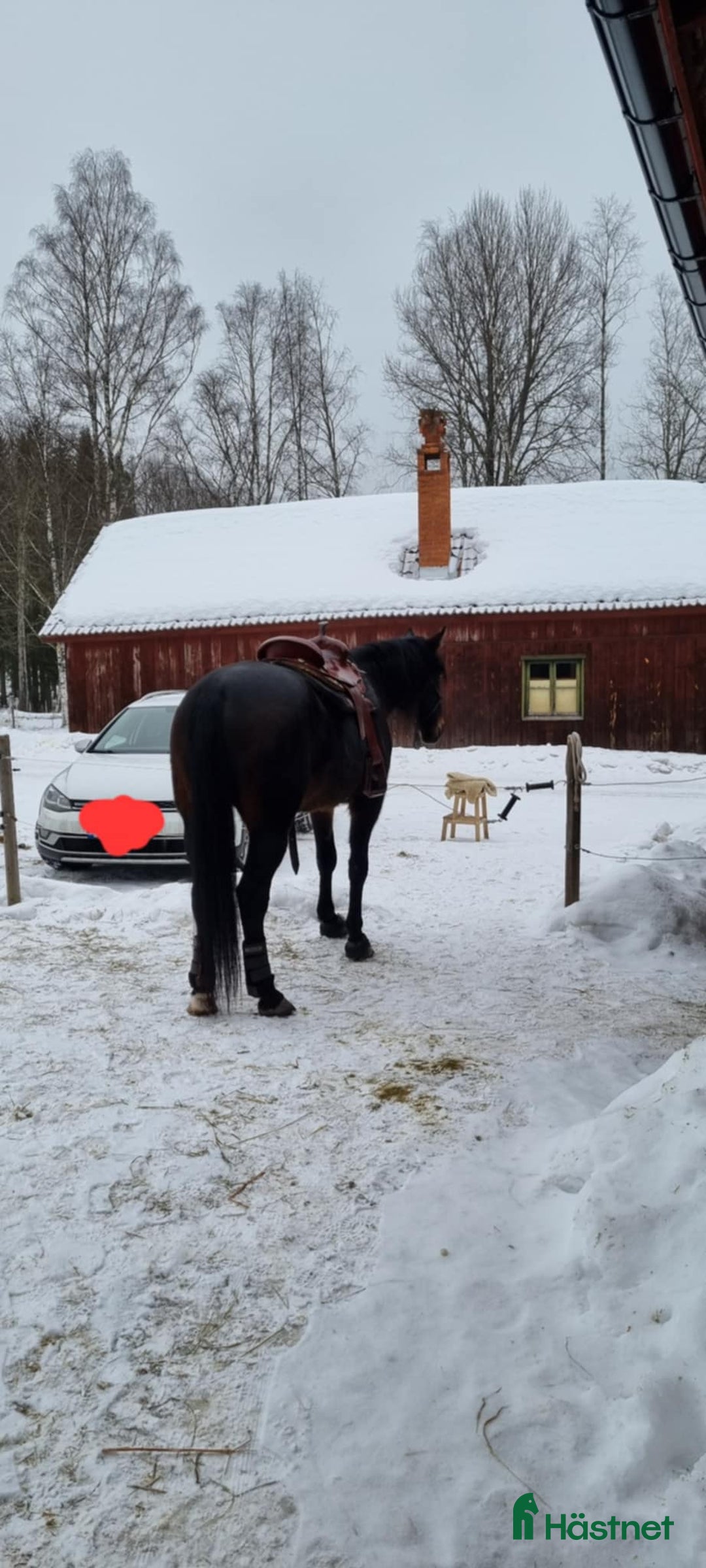 Allround hästar till salu: Humle i Mora - Annons 4