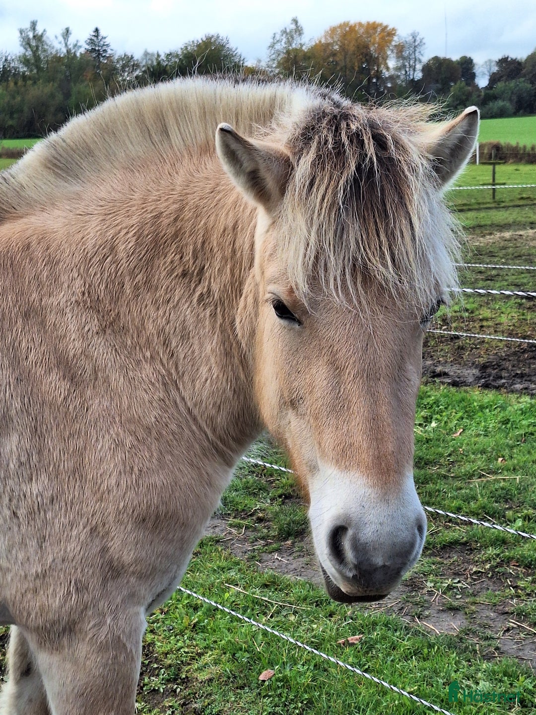 Allround hästar till salu: Trevligt 3 års sto. i Hörby - Annons 3