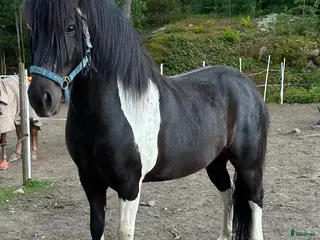 foderhäst Charmig Islandshäst söker fodervärd - Annons 1