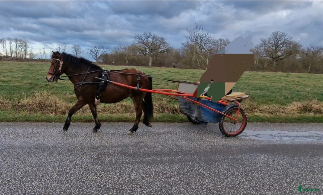 Avelshästar hästar till salu: Diplomsto till ridning/körning/avel i Stånga - Annons 5