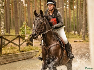 foderhäst Söker en hoppglad kompis! i Kil - Annons 21