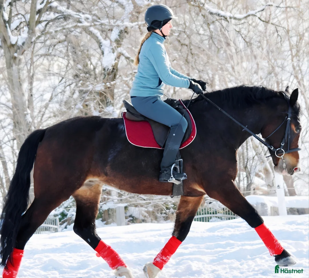 Allround hästar till salu: Your Next Adventure Awaits - perfect for everybody i Örsundsbro - Annons 2