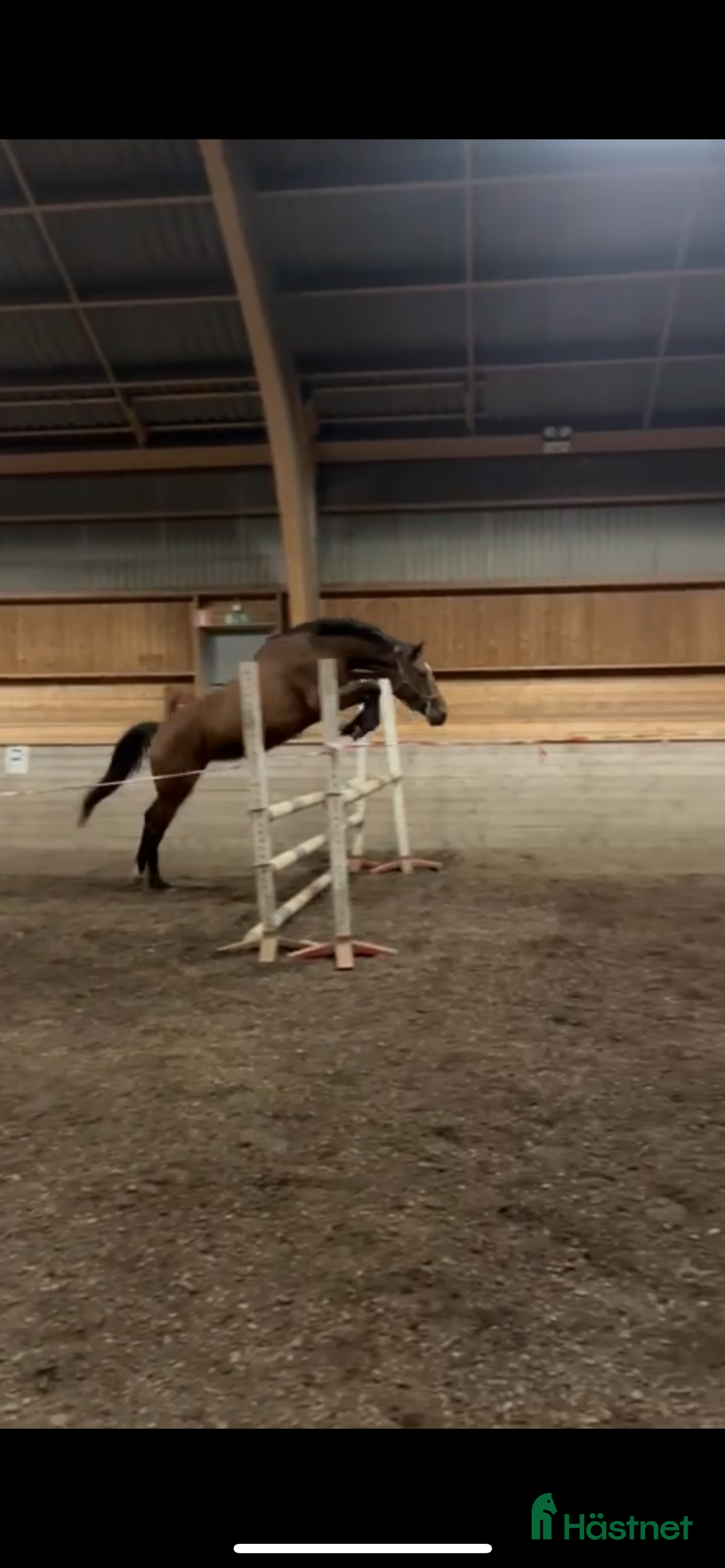 Hoppning hästar till salu: Okomplicerad 3åring för framtiden ☀️ i Linköping - Annons 3