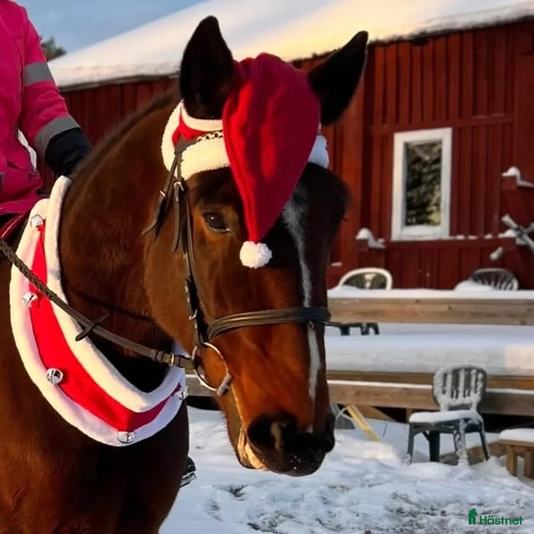 Allround hästar till salu: Fin ridtravare - Annons 2