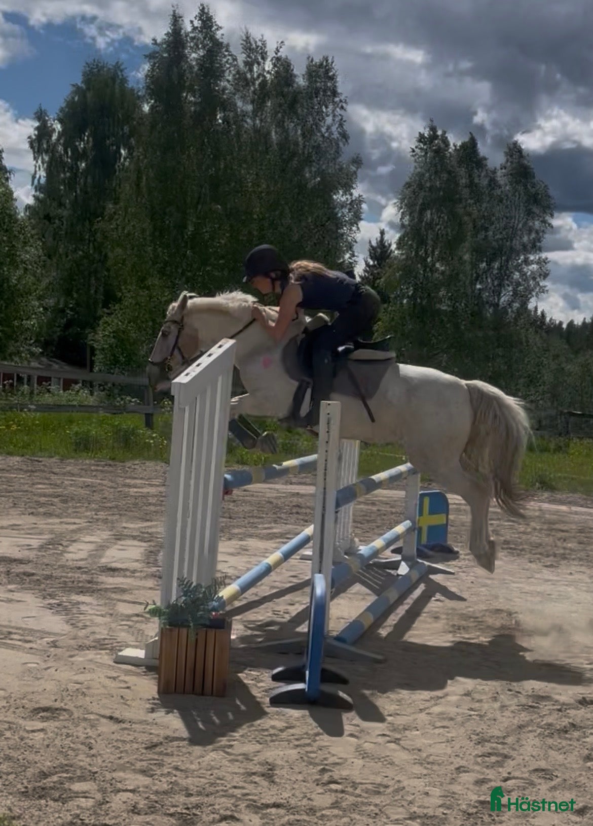  hästar B ponny sto med kvalitet  - Annons 1