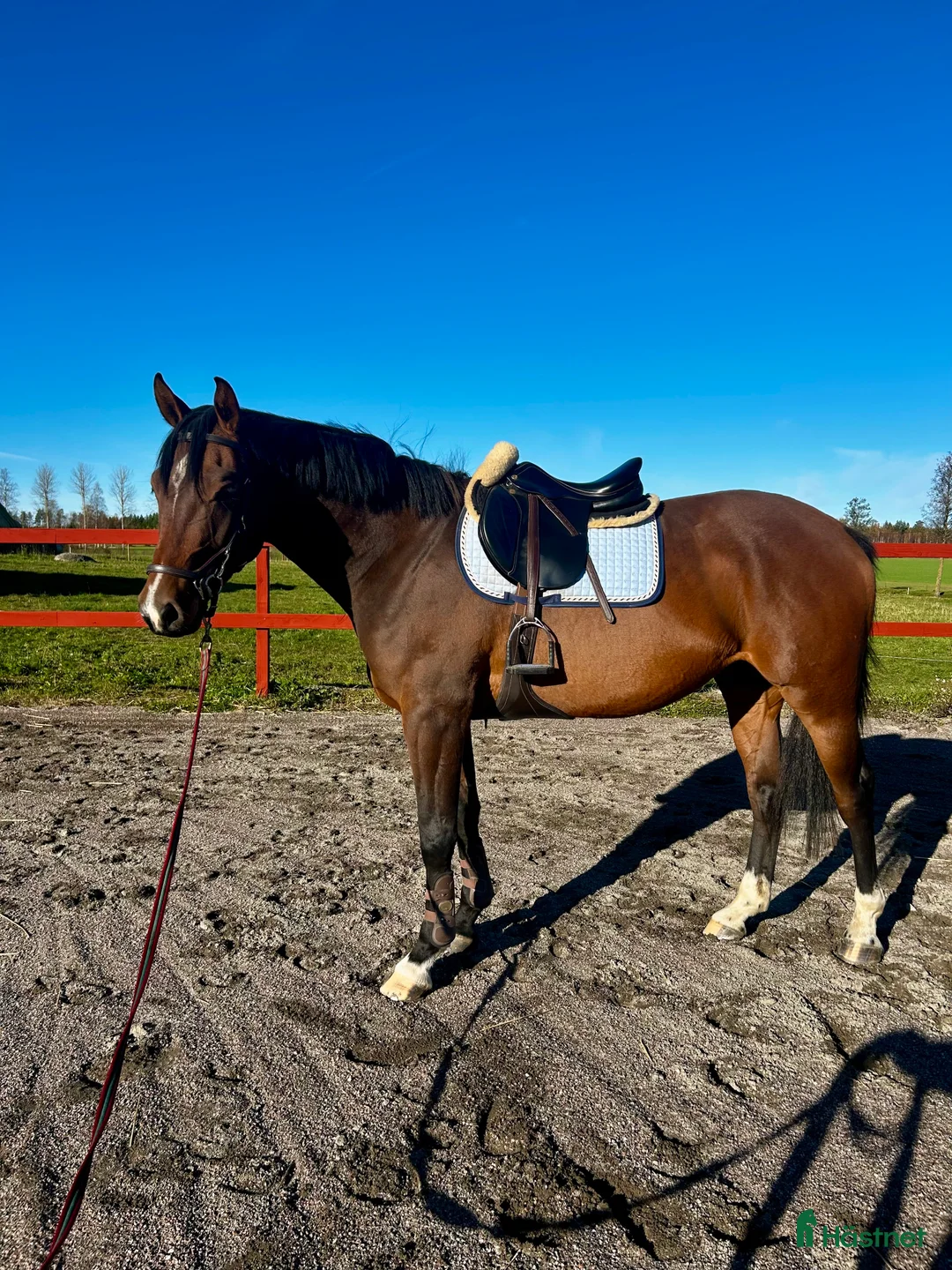 Hoppning hästar till salu: Fin 4åring i Vingåker - Annons 1