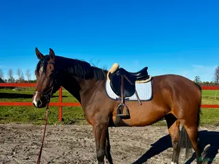 hästar Fin 4åring i Vingåker - Annons 1