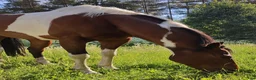 Western hästar till salu: American Paint Horse Sto f. 2017, Reg. APHA - Annons 1