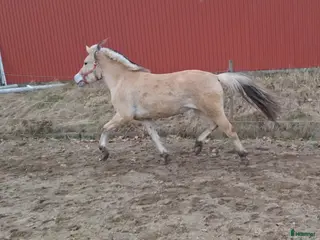 hästar En 2 åring med fart. - Annons 13