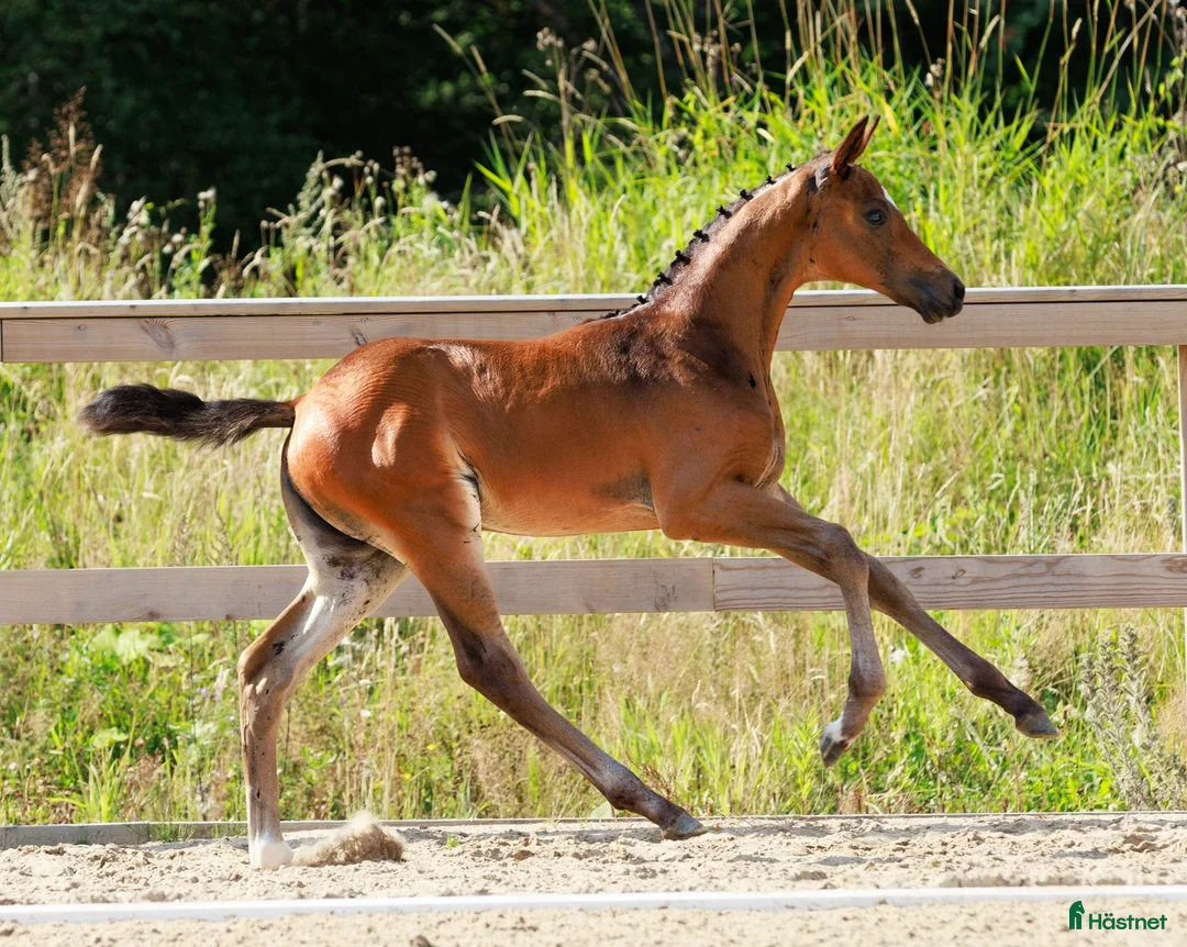 Dressyr hästar till salu: Kvalitets åring i Bollebygd - Annons 9