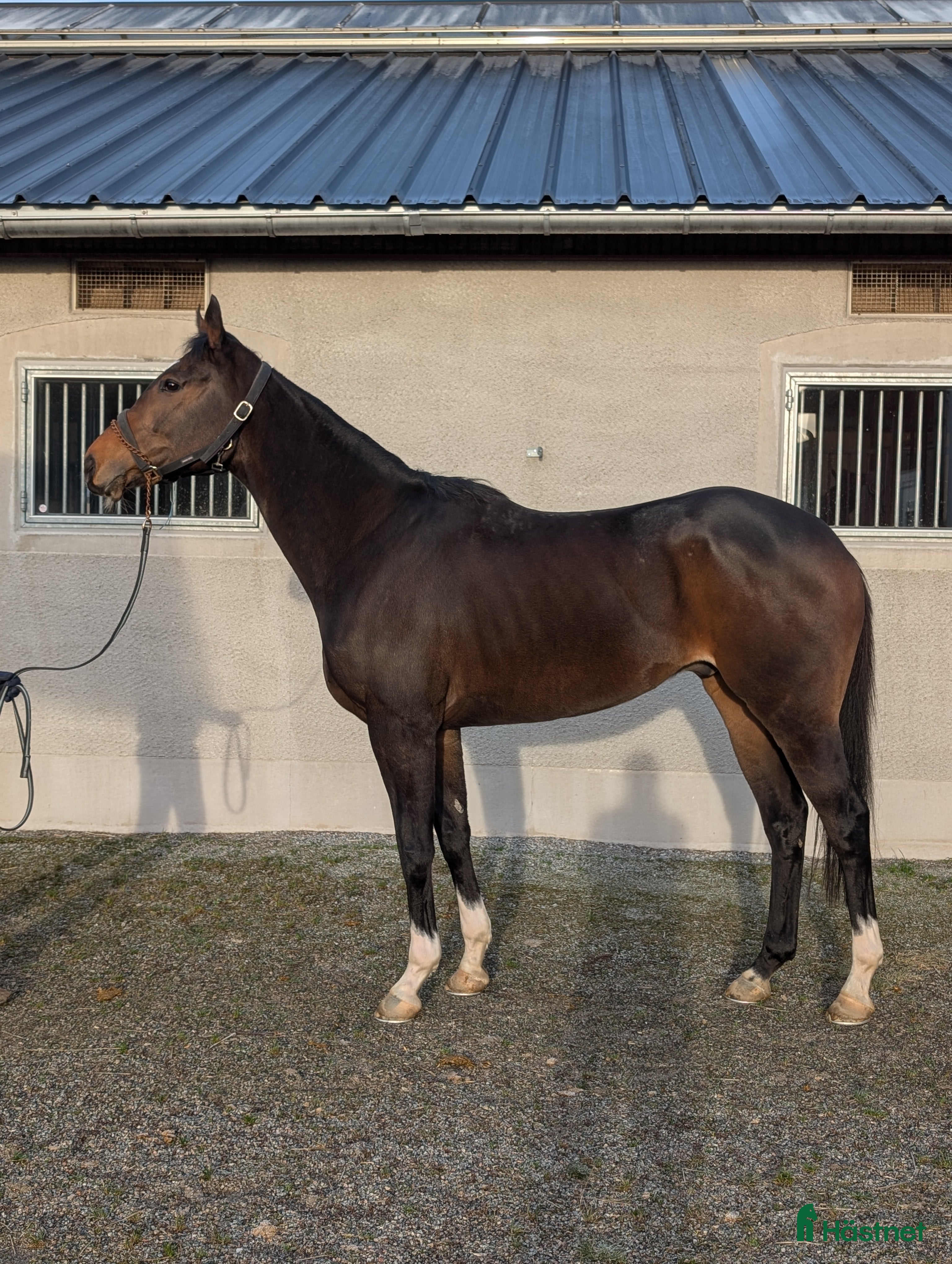  hästar Fin unghäst med potential  i Bro - Annons 3