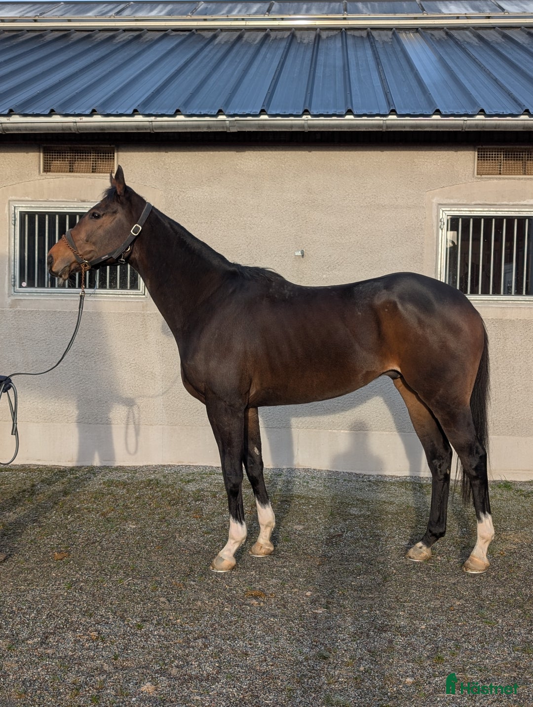 Fälttävlan hästar till salu: Fin unghäst med potential  i Bro - Annons 1