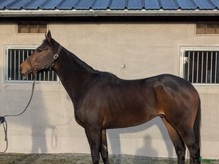 hästar Fin unghäst med potential i Bro - Annons 12