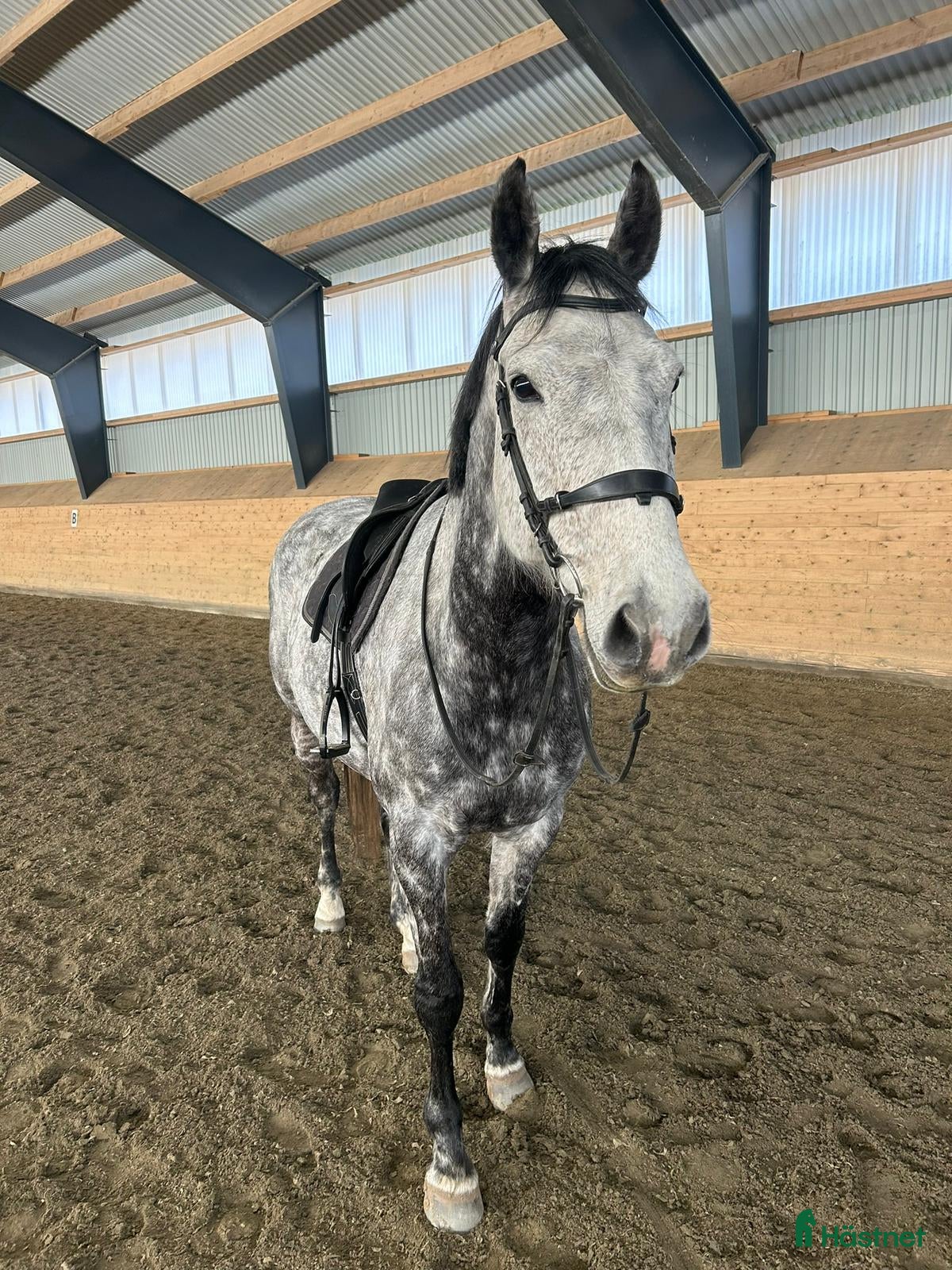  hästar Charmig vallack  - Annons 11