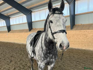 hästar Charmig vallack - Annons 8