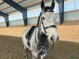 hästar Charmig vallack - Annons 11