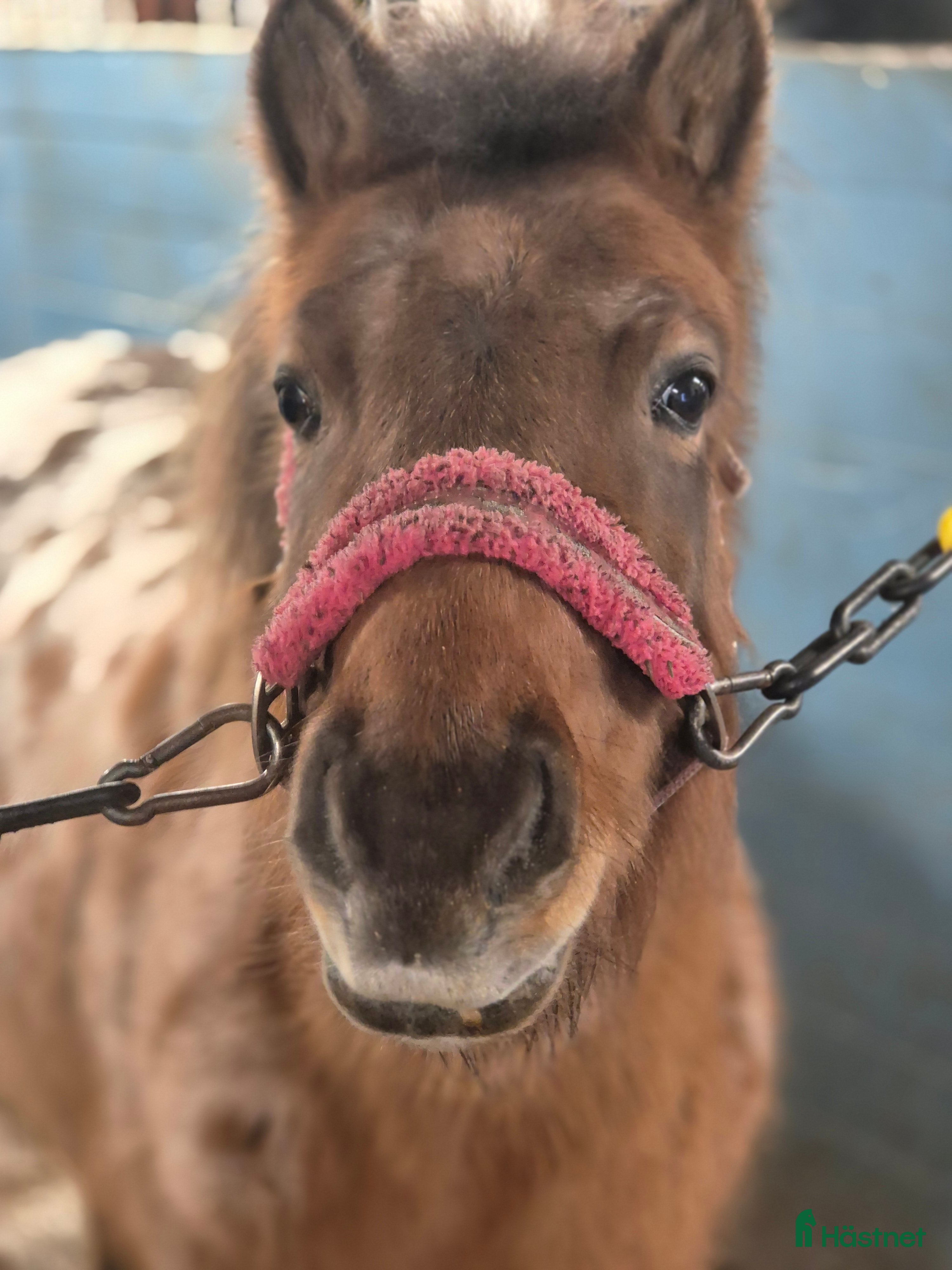  hästar Sällskap, ponnyridning, körning!? Inkl utrustning! - Annons 1