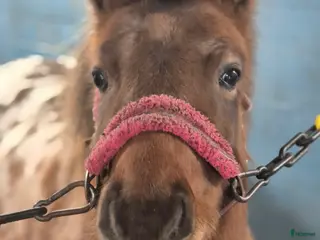 hästar Sällskap, ponnyridning, körning!? Inkl utrustning! - Annons 1