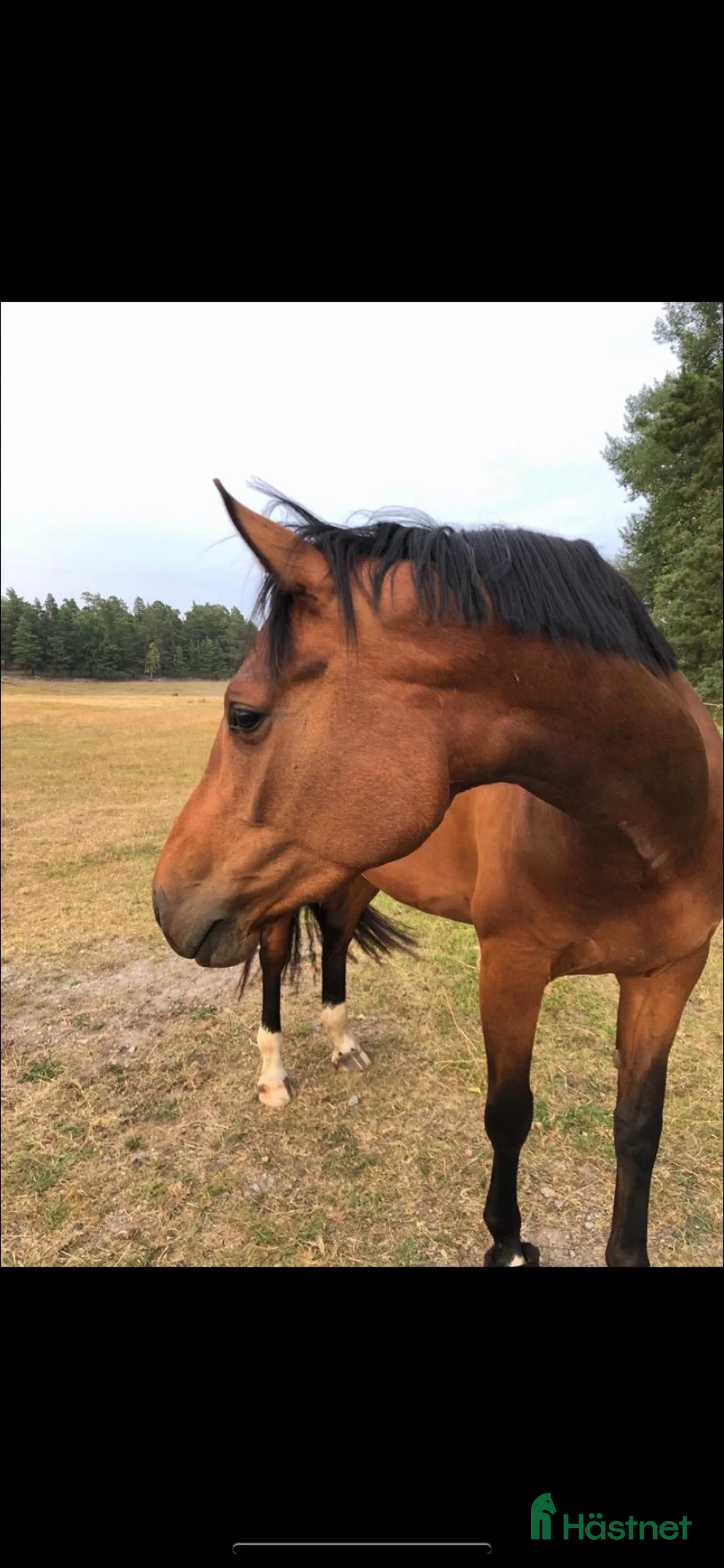 Avelshästar hästar till salu: Avelssto Diarado - Heartbeat i Sundbyberg - Annons 3