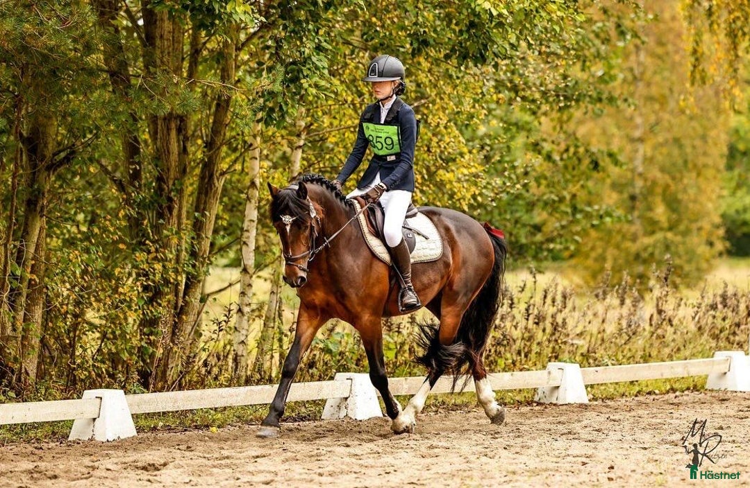 Fälttävlan hästar till salu: SM-placerad, meriterad Fälttävlansponny i Örsundsbro - Annons 3