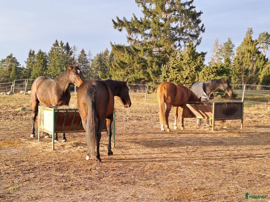  stallplats finnes: Lösdrift Häst - ung som gammal - blandflock i Bro - Annons 10