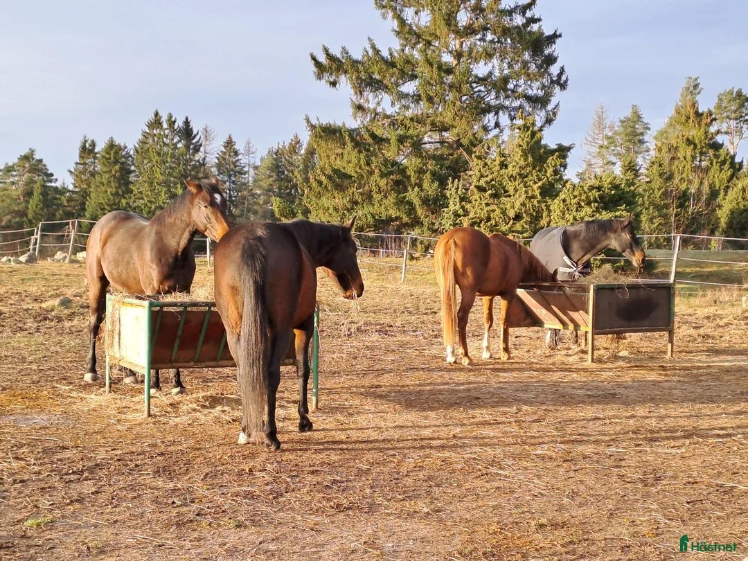  stallplats finnes: Lösdrift Häst - ung som gammal - blandflock i Bro - Annons 10