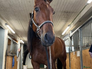 hästar i Ekolsund - Annons 11