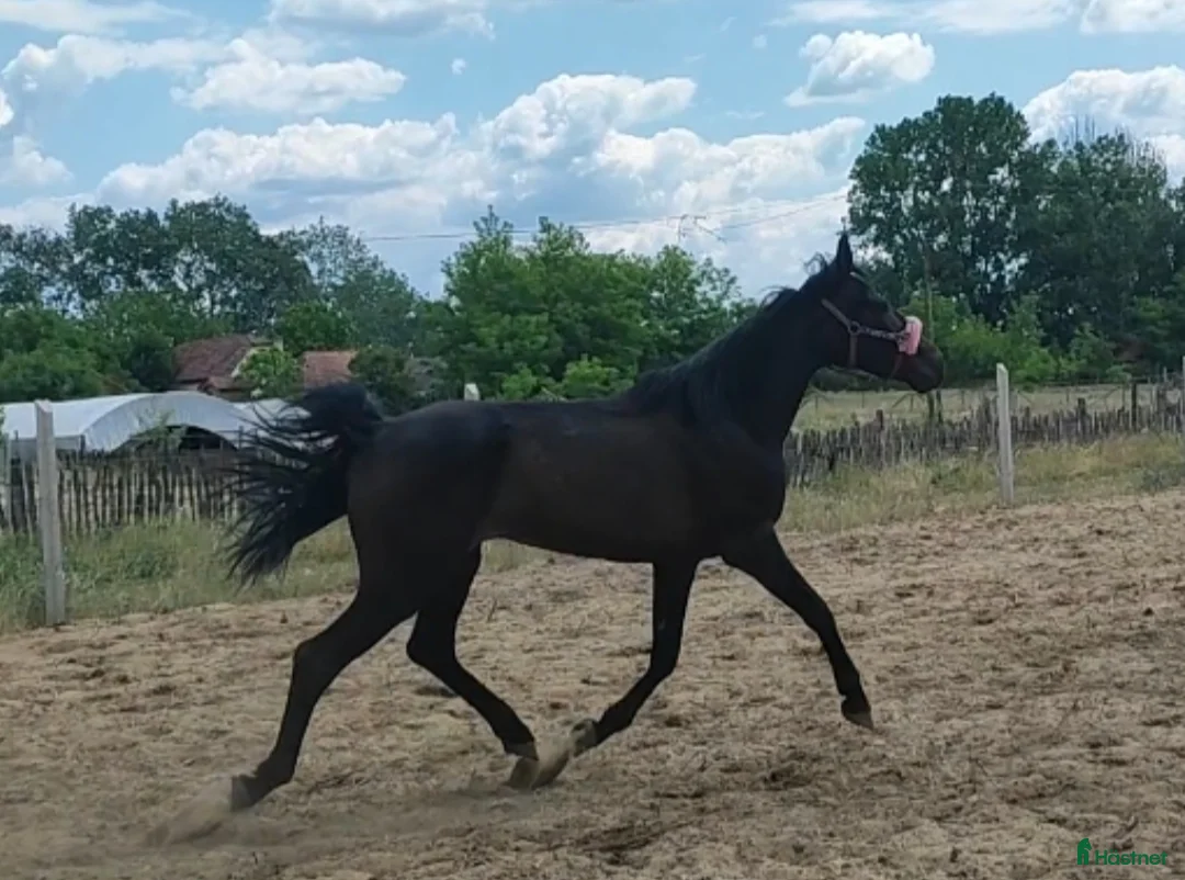 Trav hästar till salu: German mare  - Annons 1
