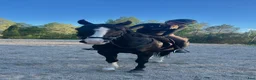 Allround hästar till salu: Allroundvalack med potential - Annons 2