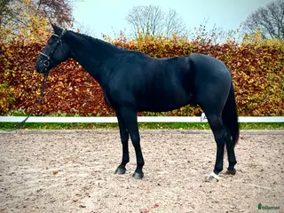 Dressyr hästar till salu: En snygg och trevlig 6 årig valack 🌟 i Bjuv - Annons 2